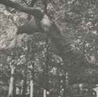 deer head tree