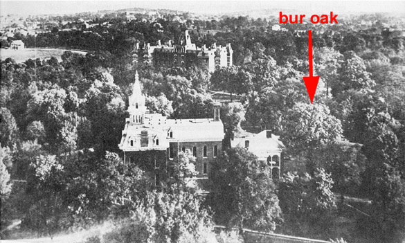 view from tower of Kirkland Hall