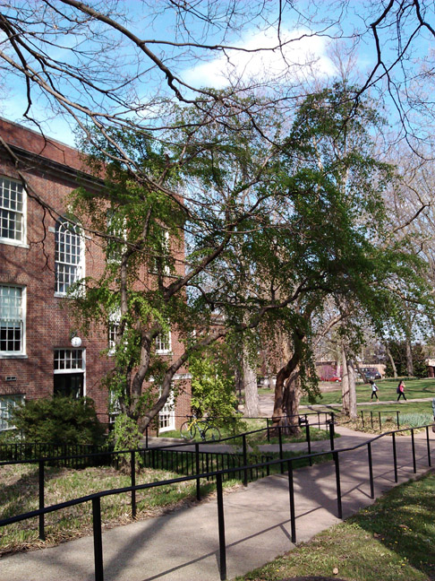 Cherry tree outside Payne Hall, 2014
