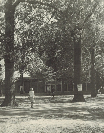 Big trees in Stevenson courtyard